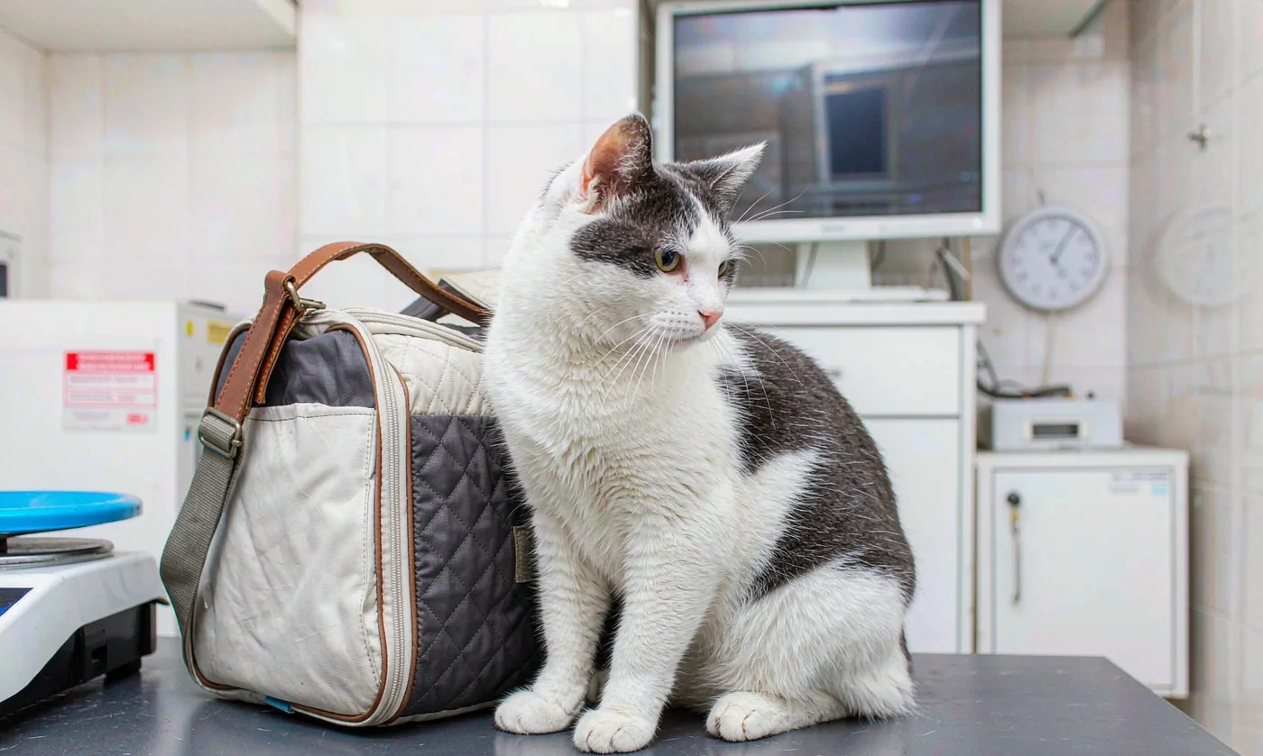 Cat Carrier for Vet Trips: Stress-Free Design - detail view supplied by QUANZHOU JUNYUAN BAGS