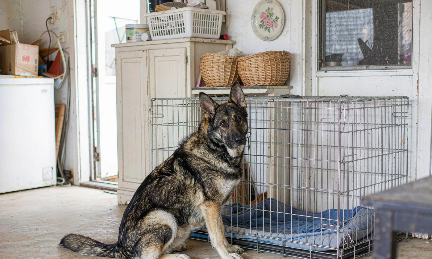 Pet Carrier Police K9: Official Vest - detail view supplied by QUANZHOU JUNYUAN BAGS