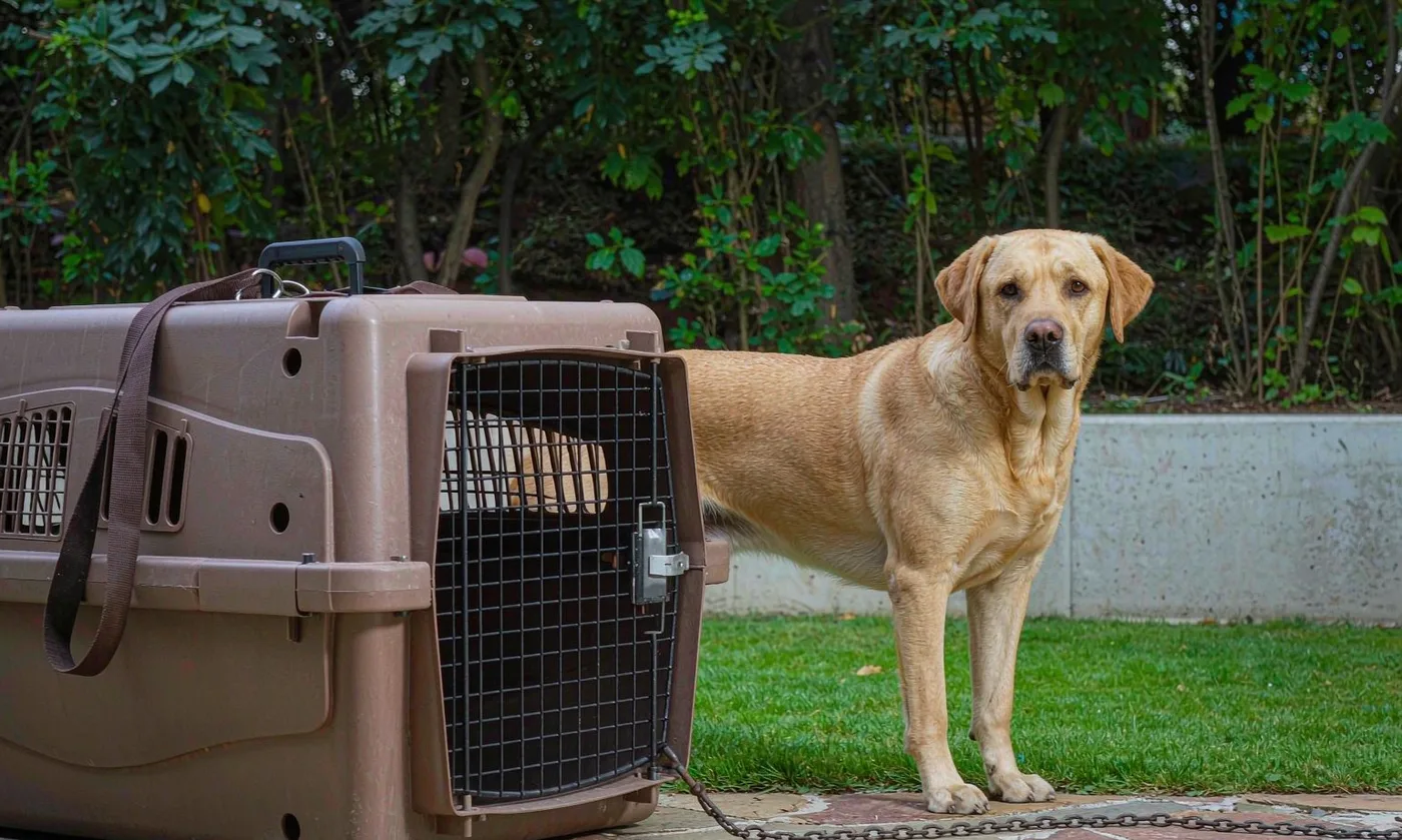 Dog Carrier Backpack for Great Danes: Extra Large - detail view supplied by QUANZHOU JUNYUAN BAGS